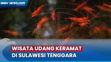 Menyapa Udang Keramat...