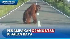 Viral! Orang Utan Muncul...