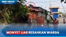 Evakuasi Tiga Monyet...