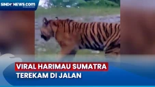 Viral Harimau Sumatra...