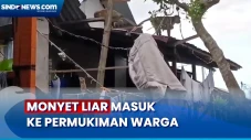 Meresahkan! Monyet Liar...
