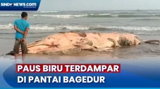 Paus Biru Terdampar...
