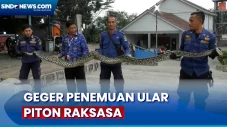 Ular Piton Raksasa Ditemukan...