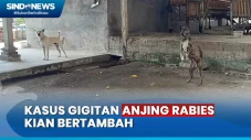 Kasus Gigitan Anjing...
