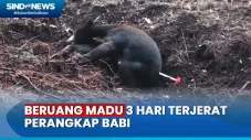 BKSDA Kalteng Evakuasi...