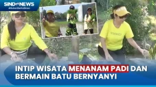 Sensasi Berwisata Menanam...