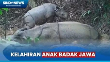 Seekor Anak Badak Jawa...