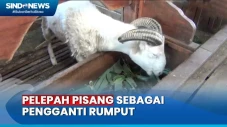 Peternak Domba Ganti...