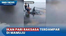 Warga Mamuju Geger,...