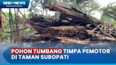 Angin Kencang, Pohon...