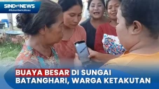 Buaya Besar di Sungai...