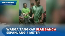 Ular Sanca Sepanjang...