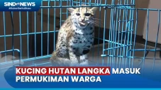 Kucing Hutan Langka...