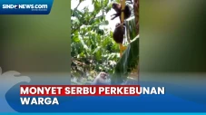 Warga Barru Resah, Kawanan...