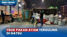 Truk Pakan Ayam Tabrak...