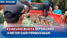 Buaya Sepanjang 4 Meter...