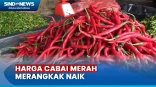 Harga Cabai Merah Merangkak...