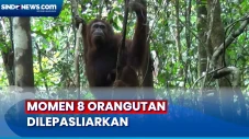 8 Orangutan Dilepasliarkan...