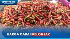 Harga Cabai Melonjak...