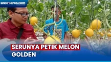 Serunya Wisata Petik...