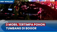 3 Mobil Tertimpa Pohon...