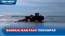 Bangkai Ikan Paus Berukuran...
