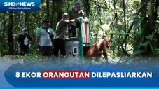 BKSDA Kalteng-BOS Lepasliarkan...