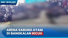 Detik-Detik Sabung Ayam...