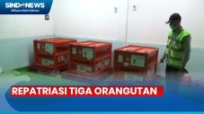 Hasil Selundupan, Tiga...