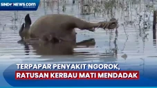 Diduga Terserang Penyakit...