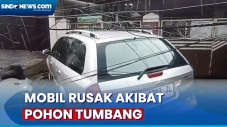 Pohon Tumbang akibat...