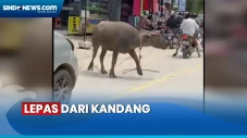 Viral Kerbau Mengamuk...