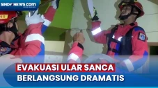 Ular Sanca Sepanjang...