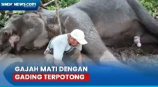 Gajah TN Tesso Nilo...