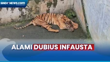 Kondisi Empat Harimau...