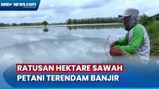 Petani Merugi, Ratusan...