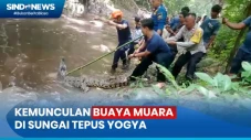 Penampakan Buaya Muara...