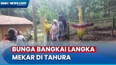 Momen Langka, Bunga...