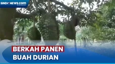 Panen Durian Tiba, Omzet...