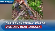 Detik-Detik Ular Piton...