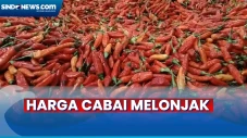Harga Cabai di Tigaraksa...