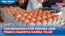 Harga Telur Ayam Makin...