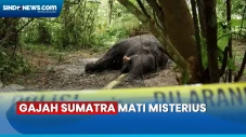 Bau Membusuk, Gajah...