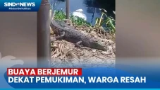 Buaya Berjemur Dekat...
