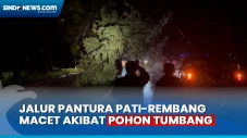 Pohon Trembesi di Pantura...