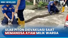 Ular Piton Sepanjang...