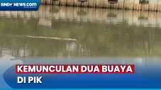 Kemunculan Dua Buaya...