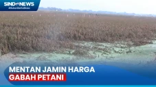 Mentan Jamin Harga Gabah...