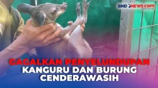 Penyelundupan 3 Kanguru...