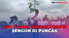AHY Tanam Ribuan Pohon...
